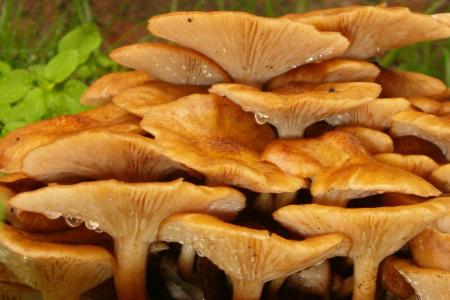 الفطريّات (Mushrooms)