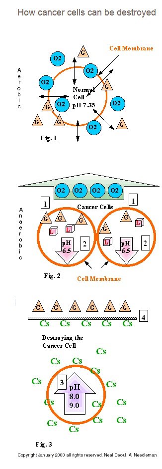    الفرق بين الخلية السليمة والخليّة السرطانية وكيفية العلاج 