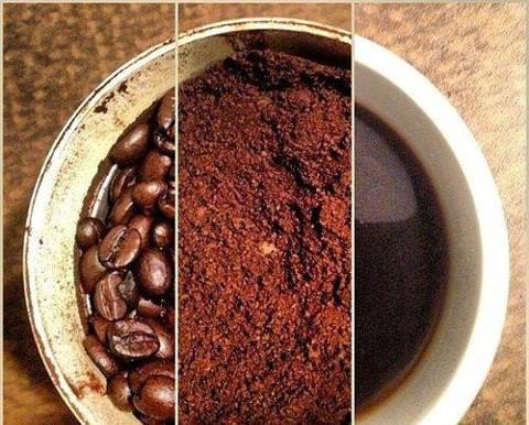 تفل القهوة  في أحواض النباتات 